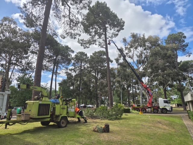 Emergency Tree Work
