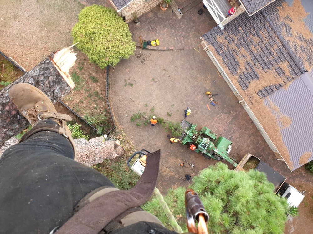 View from the top — arborist perspective